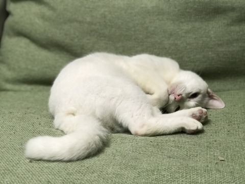 写真 2017-12-27 22 45 05