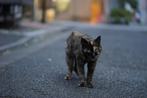 DSC09685
