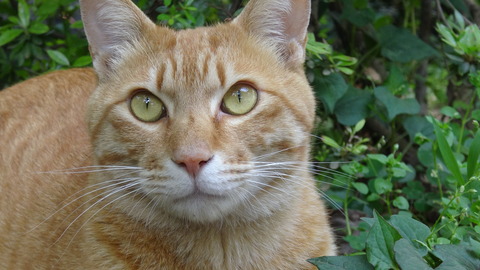 DSC00430 - コピー