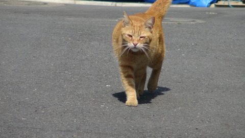 DSC00438 - コピー