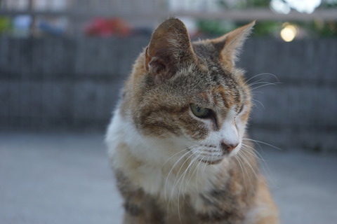 DSC04130