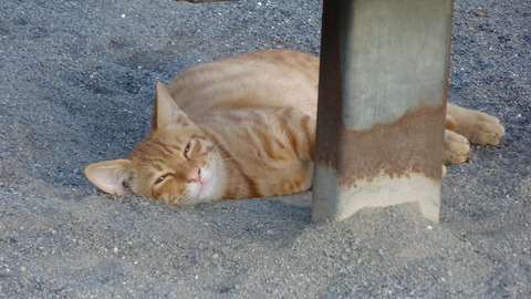 DSC00890