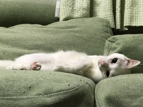 写真 2017-10-06 22 13 46 (1)