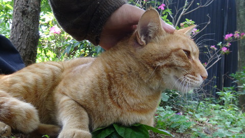 DSC00423 - コピー