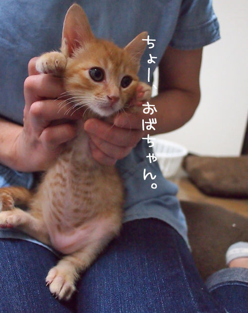 わらびちゃん