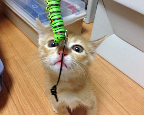 わらびちゃん