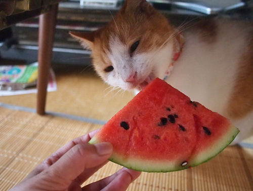 ¤ê¤ê¥¹¥¤¥«