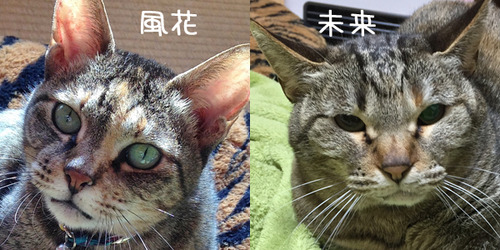 名称未設定 1