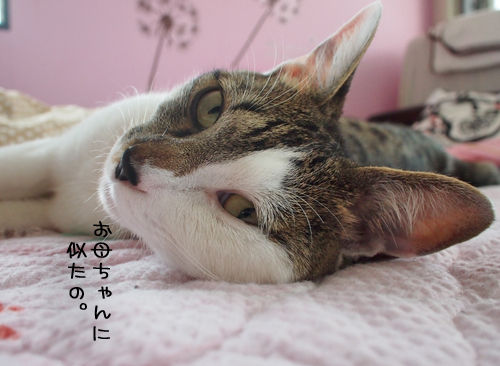 ガオー