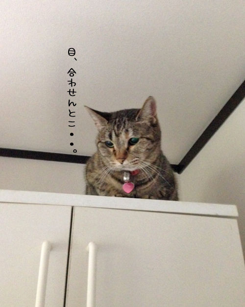 みくちゃん