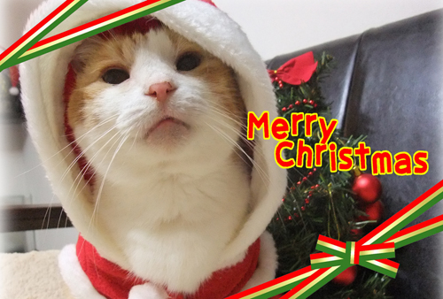MerryChristmas