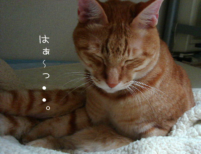 DSC01249のコピー