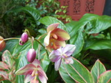 DSCN0688