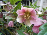 DSCN4939