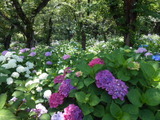 DSCN5546