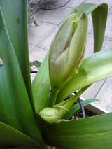 DSC00412