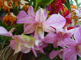 DSCN0752