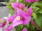 DSCN0517
