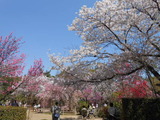 DSCN4951