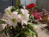 DSCN5281