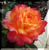 101710_rose2