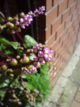 DSC00454