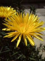 DSC00429