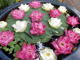 DSCN0642
