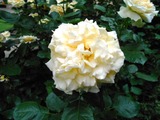 DSCN2154