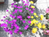DSCN5284