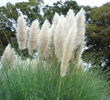 102410_flower9