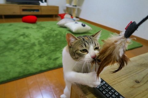 IMG_8828
