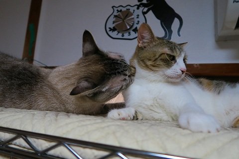 IMG_0595
