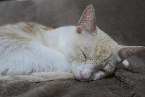 IMG_1471