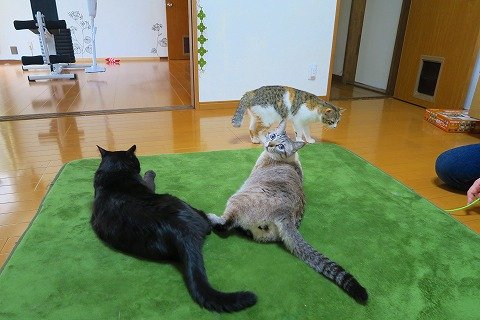 IMG_0695