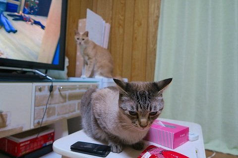 IMG_8690