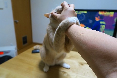 IMG_8850