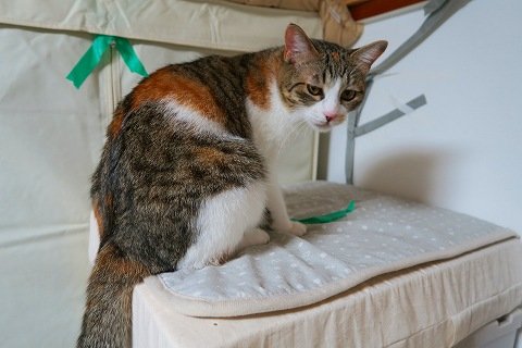 IMG_9722