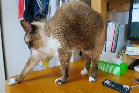 IMG_0044
