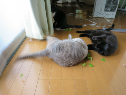 144