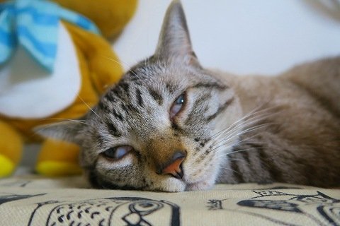 IMG_4090