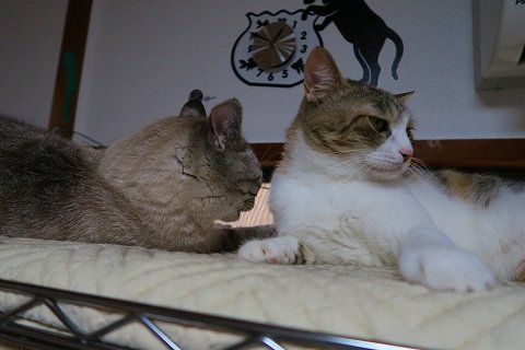 IMG_0604