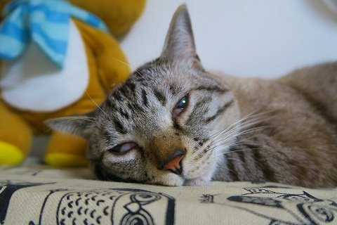 IMG_4086