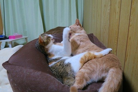 IMG_5987