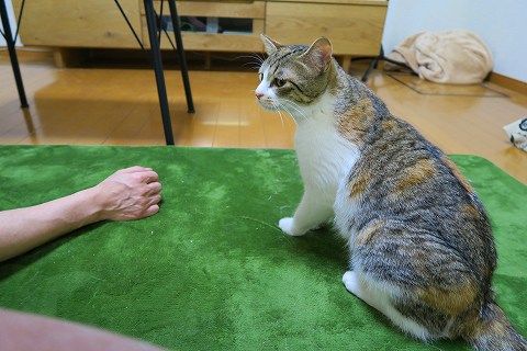 IMG_2379
