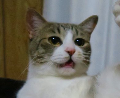 アップ