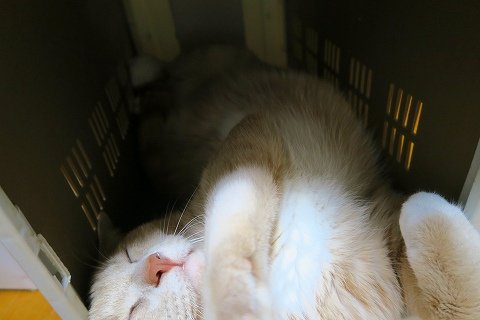 IMG_9031