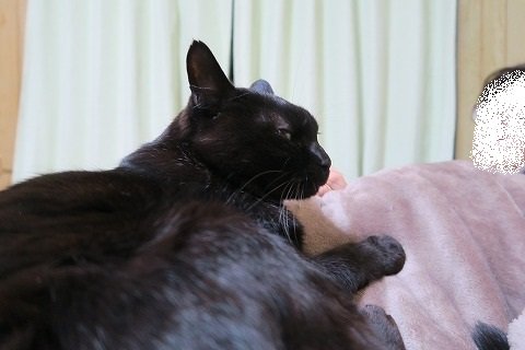 IMG_6595