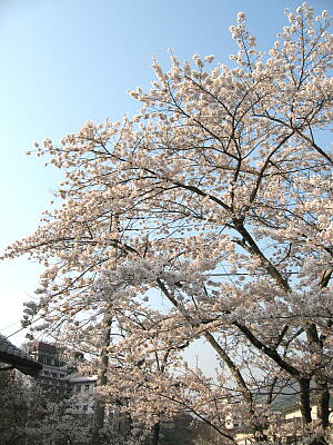 華亭前の橋の桜
