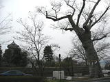 松本神社の御神木